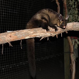 Yellow-bellied Glider (Petaurus australis)