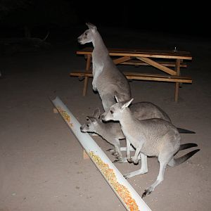 Eastern Grey Kangaroo (Macropus giganteus)