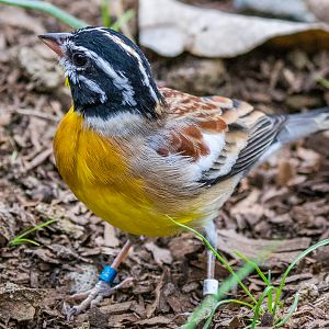 Golden-breasted Bunting