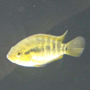 Herotilapia multispinosa