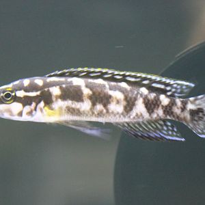 Julidochromis transcriptus