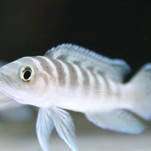 Lamprologus cylindricus