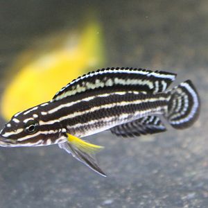 Julidochromis regani