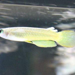 Aplocheilus lineatus