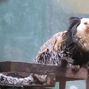 Small Mammal House - Geoffroy's Marmoset