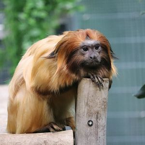Small Mammal House - Golden Lion Tamarin