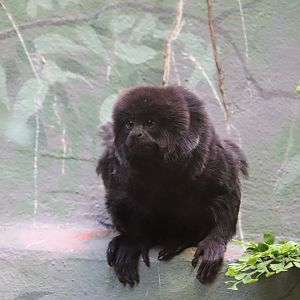 Small Mammal House - Goeldi's Monkey
