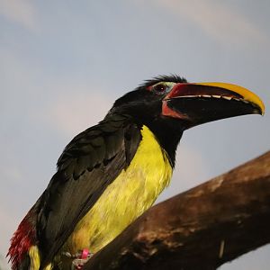 Small Mammal House - Green Aracari