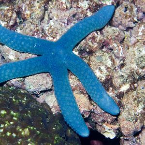 Blue Linckia Starfish