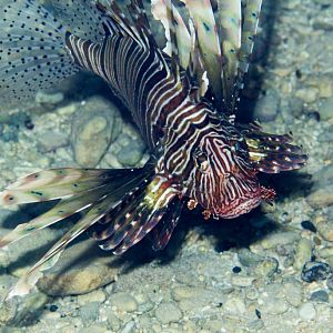Lionfish