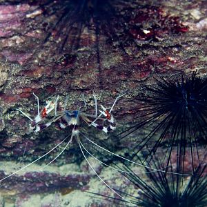 Banded Coral Shrimp