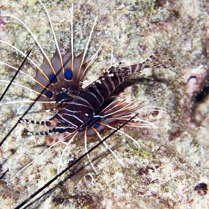 Spotfin Lionfish