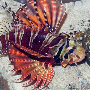 Zebra Lionfish
