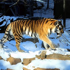 Siberian Tiger