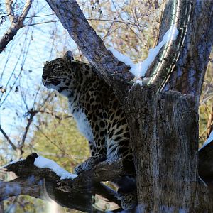 Amur Leopard