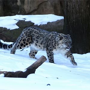 A Snow Leopard in the Snow