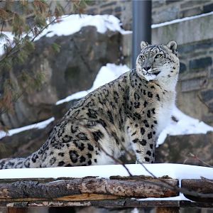 Maya the Snow Leopard