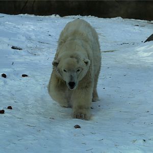 Coldilocks gets a Snowy Day