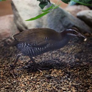 Guam Rail (Gallirallus owstoni)