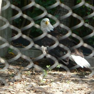 Bald eagle
