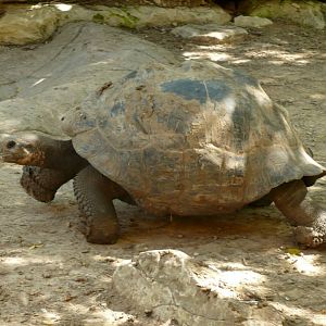 Galápagos tortoise