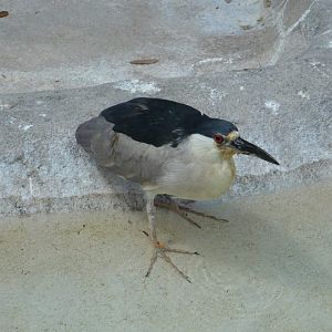 Black-crowned night heron