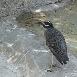 Yellow-crowned night heron