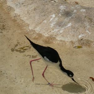 Black-necked stilt