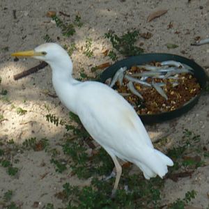 Cattle egret