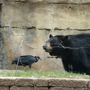 American black bear and black vulture