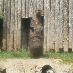North American river otter