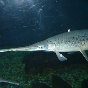 Longnose gar