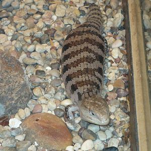 Eastern blue-tongued lizard