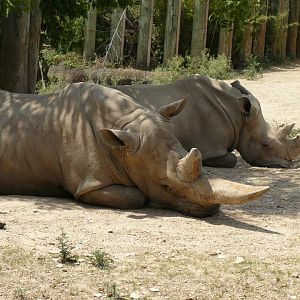 Southern white rhinoceros
