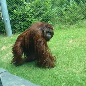 Bornean orangutan