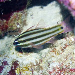 Broadstripe Cardinalfish