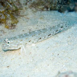Decorated Sand Goby