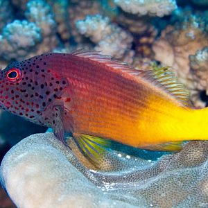 Freckled Hawkfish