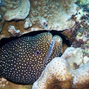 Whitemouth Moray