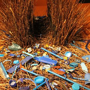 Bower Satin bowerbird