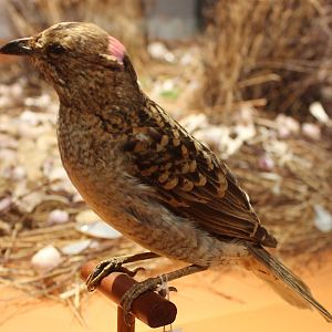 Spotted bowerbird - Chlamydera maculata