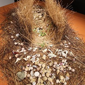 Bower Spotted bowerbird