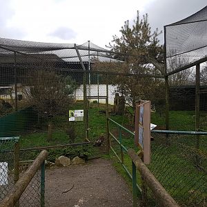 Golden eagle-aviary