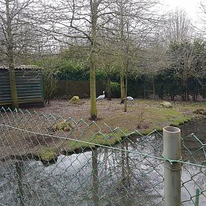 Enclosure Blue crane