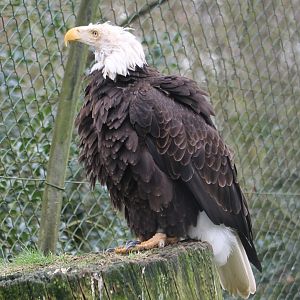 A real Bald eagle ;)