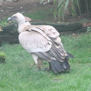 Griffon vulture