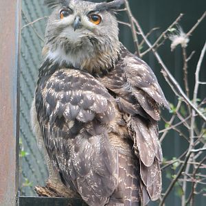 European eagle-owl