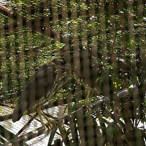 White-eared night heron
