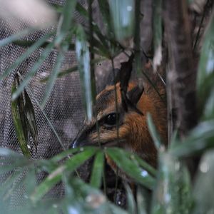 Chevrotain