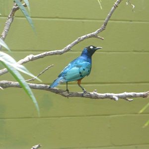Superb starling